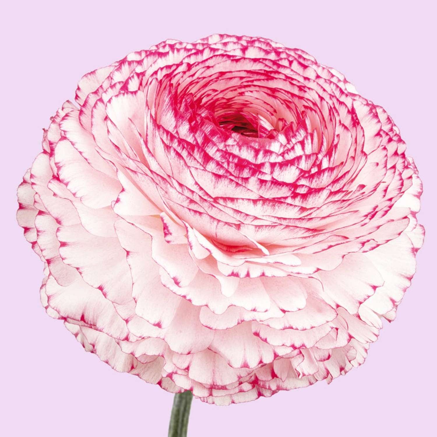 Ranunkel ‘Elegance Bianco Striato White/Red’